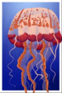 Jellyfish